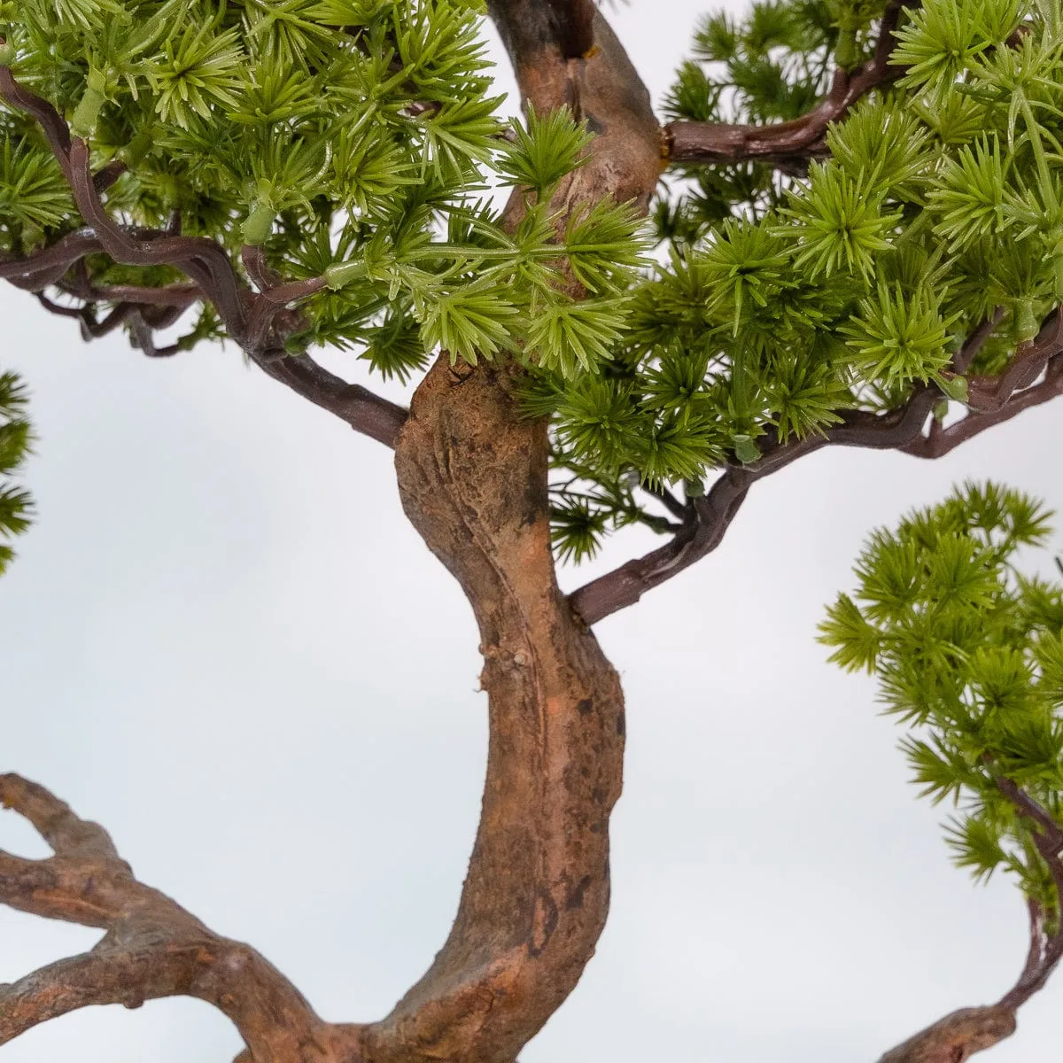 Bonsai