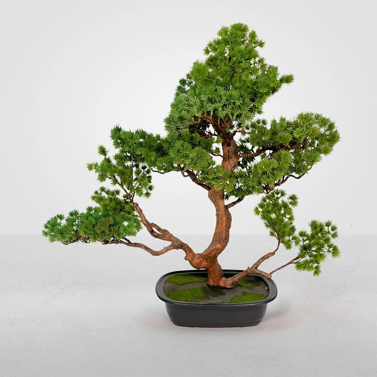 Bonsai